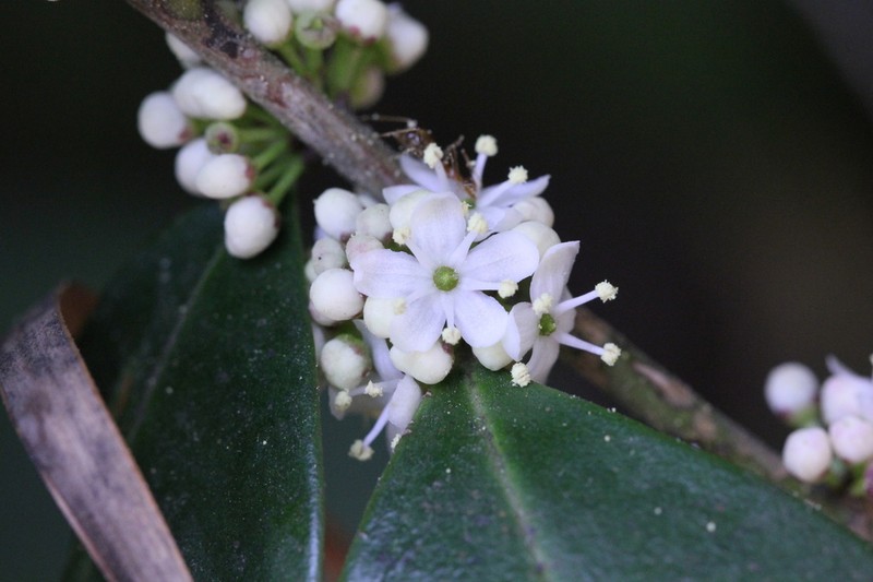 Ilex memecylifolia photo 5
