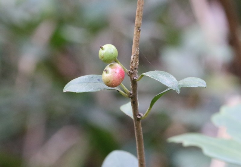 Ilex memecylifolia photo 6