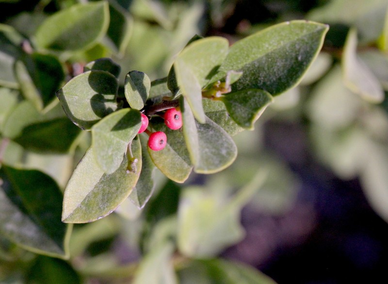 Ilex memecylifolia photo 7