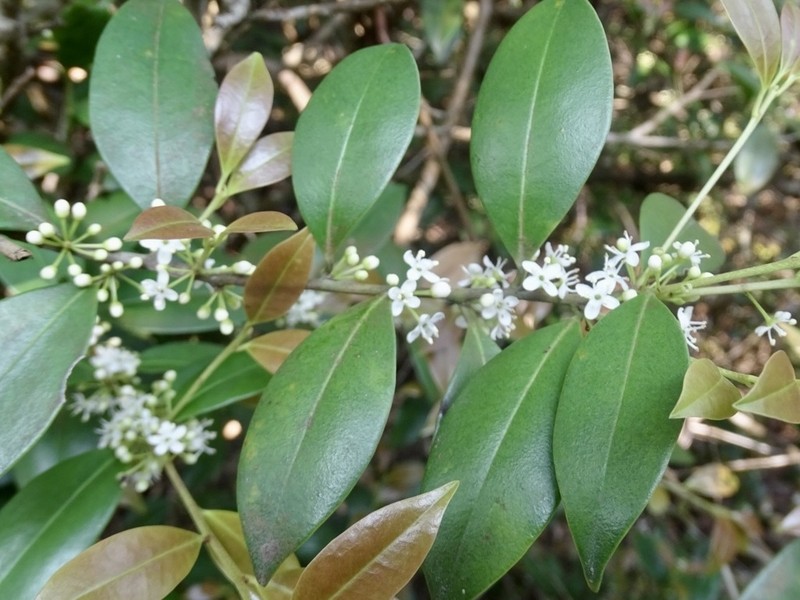 Ilex memecylifolia photo 8