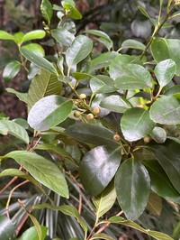 Ilex mertensii
