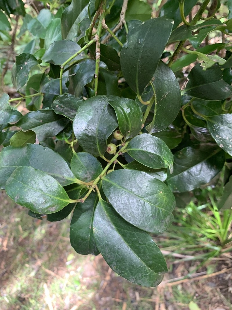 Ilex mertensii photo 2