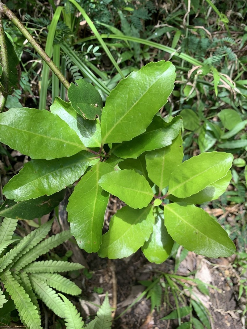 Ilex mertensii photo 3