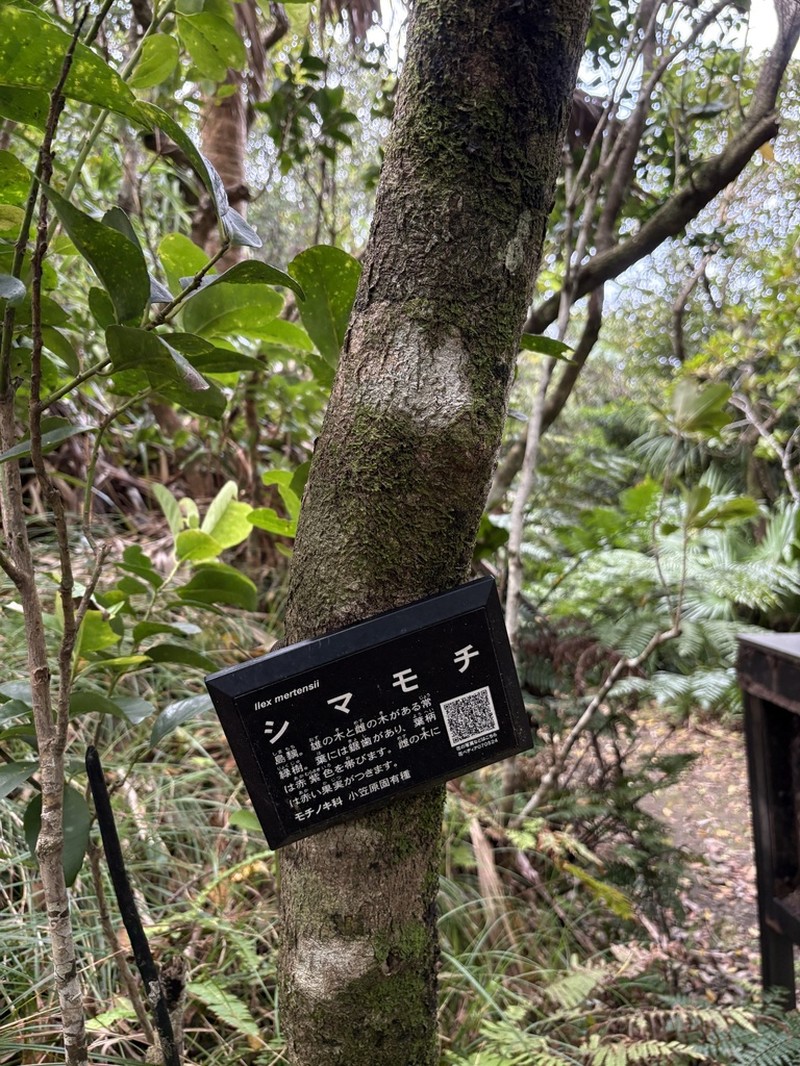 Ilex mertensii photo 4