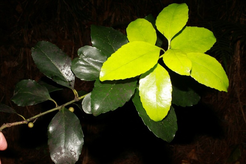 Ilex mertensii photo 5