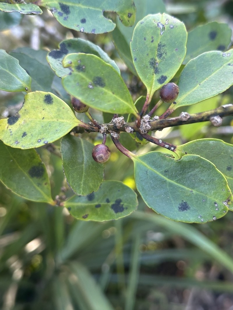 Ilex mertensii photo 6