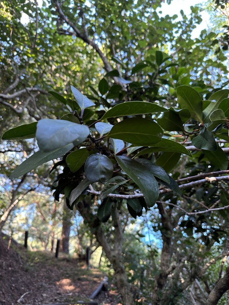 Ilex mertensii photo 7