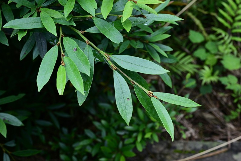 Ilex metabaptista