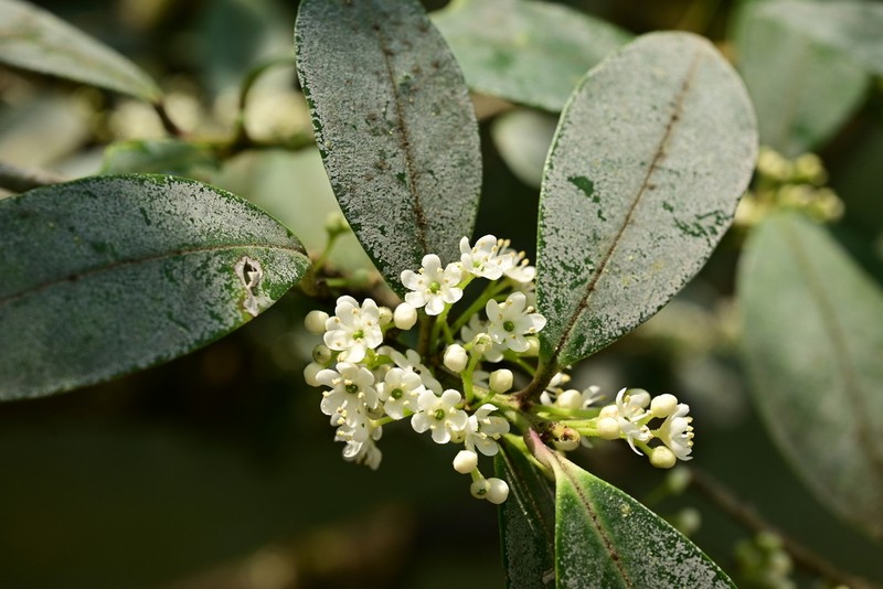 Ilex metabaptista photo 2