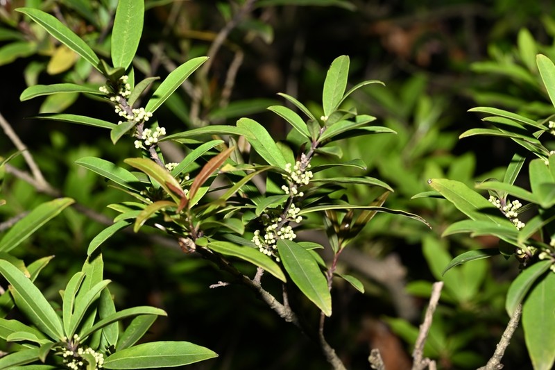 Ilex metabaptista photo 3