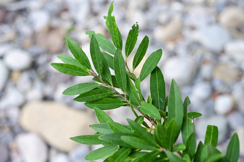 Ilex metabaptista photo 4