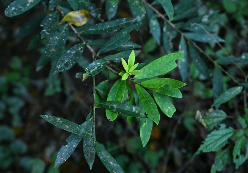 Ilex metabaptista photo 5