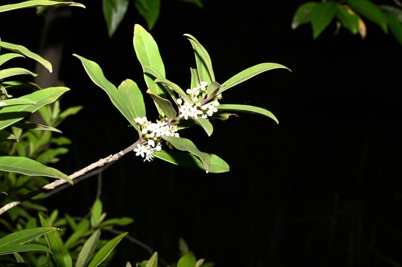 Ilex metabaptista photo 6