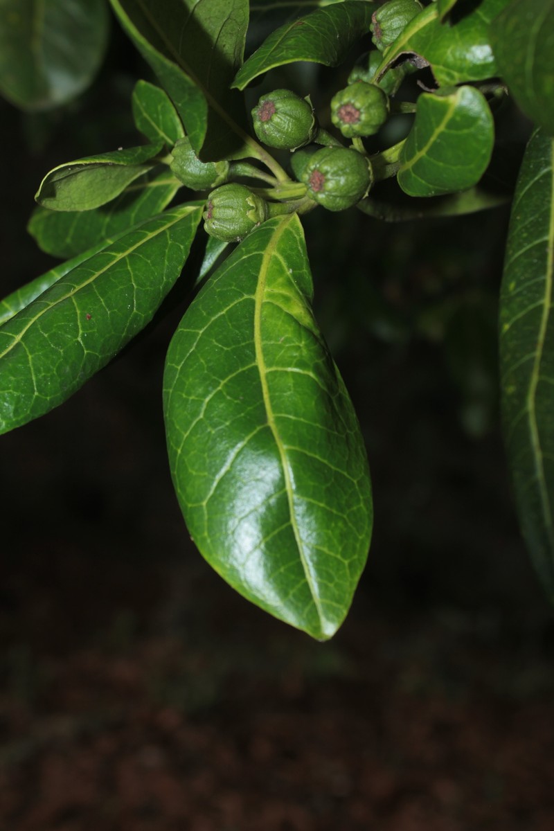 Ilex micrantha photo 2