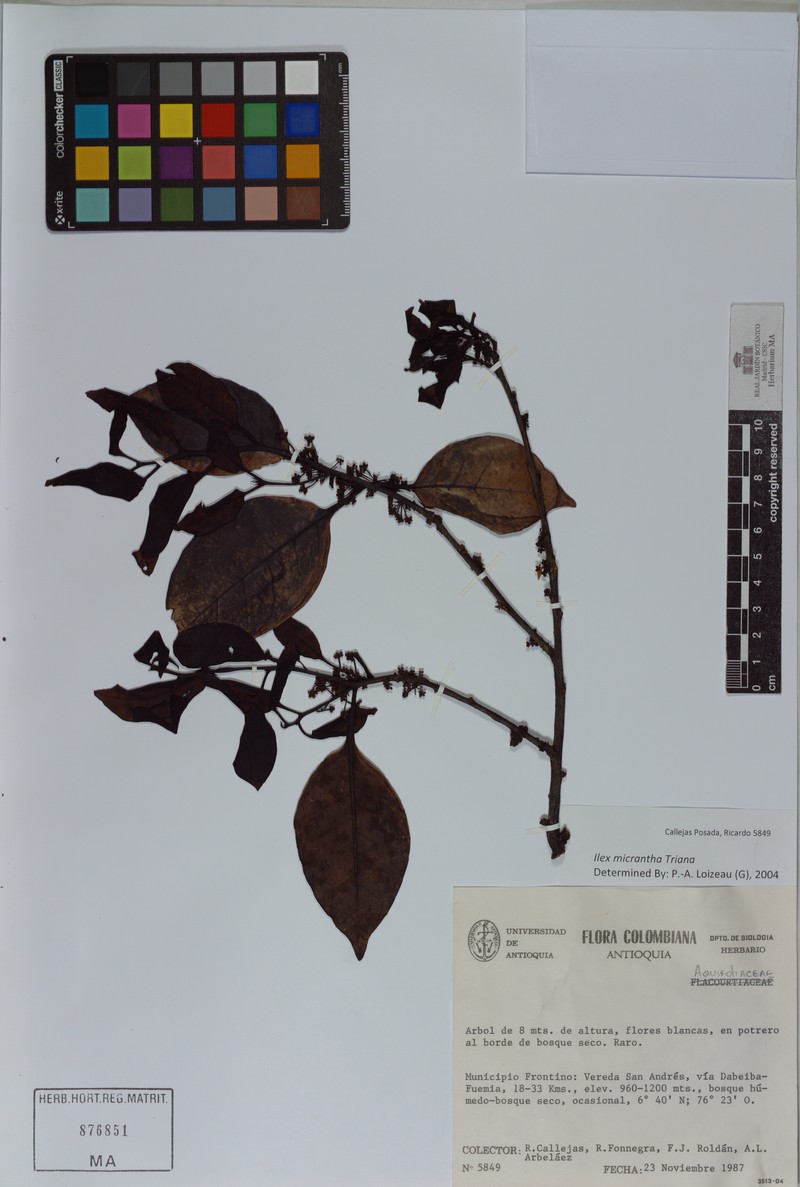 Ilex micrantha photo 3