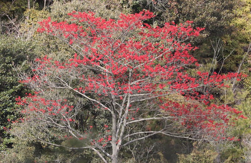 Ilex micrococca