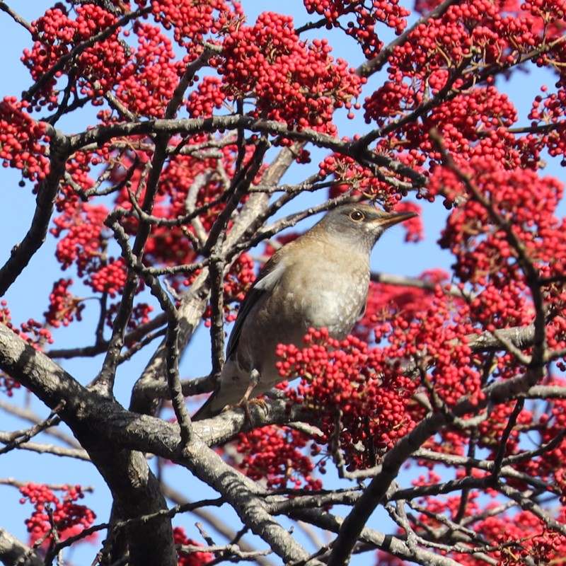 Ilex micrococca photo 2
