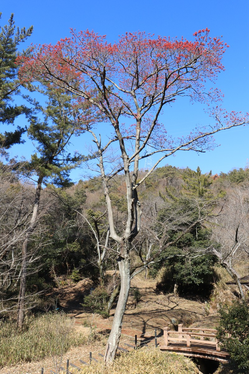 Ilex micrococca photo 3