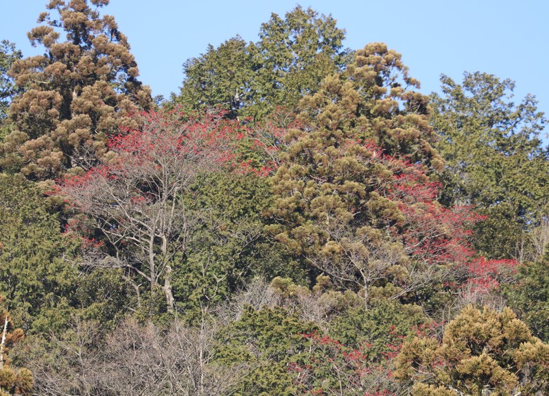 Ilex micrococca photo 4