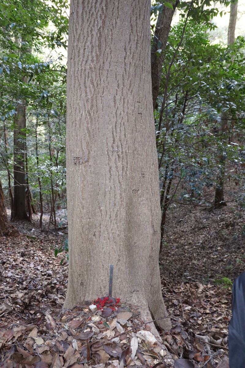 Ilex micrococca photo 5