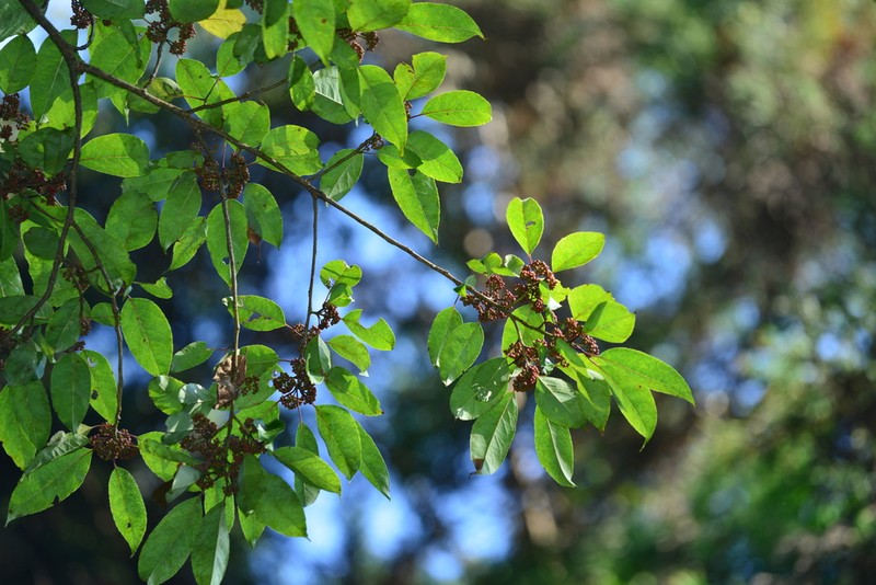 Ilex micrococca photo 6
