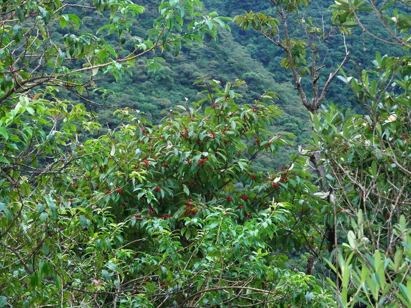 Ilex micrococca photo 7