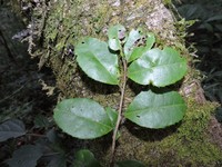 Ilex microdonta