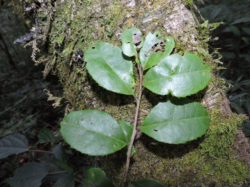 Ilex microdonta