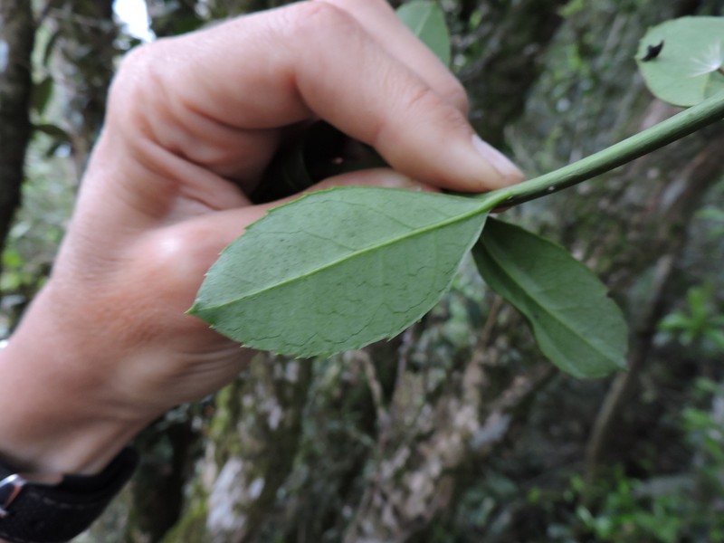 Ilex microdonta photo 2