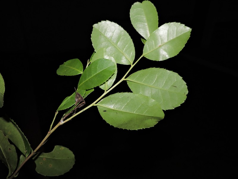 Ilex microdonta photo 3
