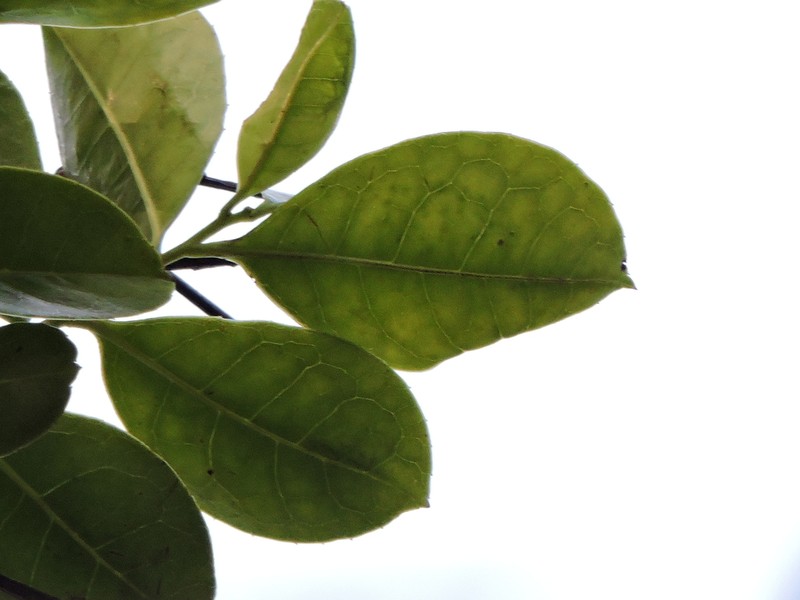 Ilex microdonta photo 4