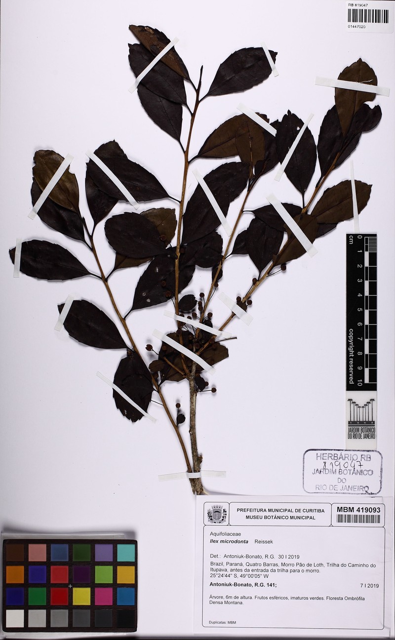 Ilex microdonta photo 5