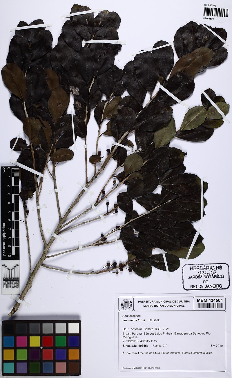 Ilex microdonta photo 6