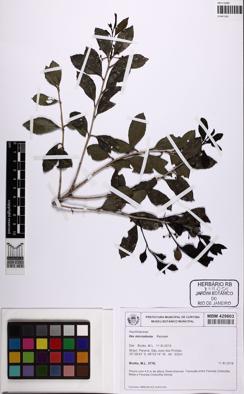 Ilex microdonta photo 7