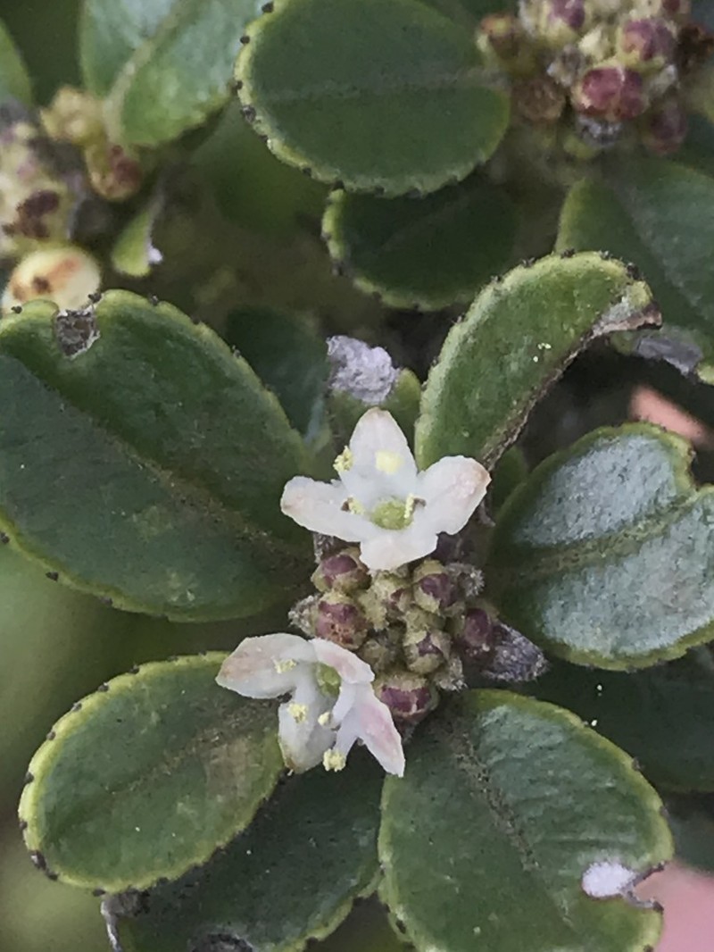 Ilex microphylla
