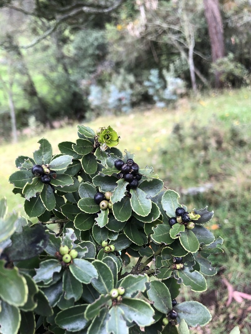 Ilex microphylla photo 2
