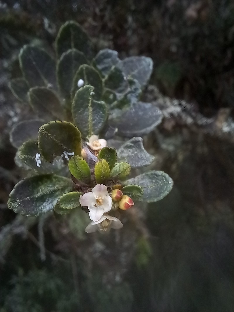 Ilex microphylla photo 3