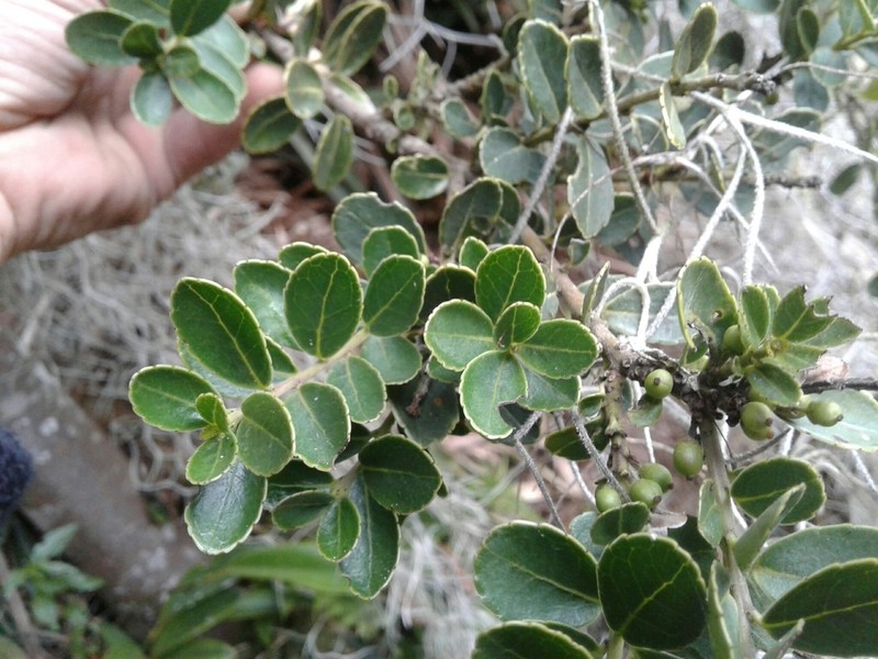 Ilex microphylla photo 4