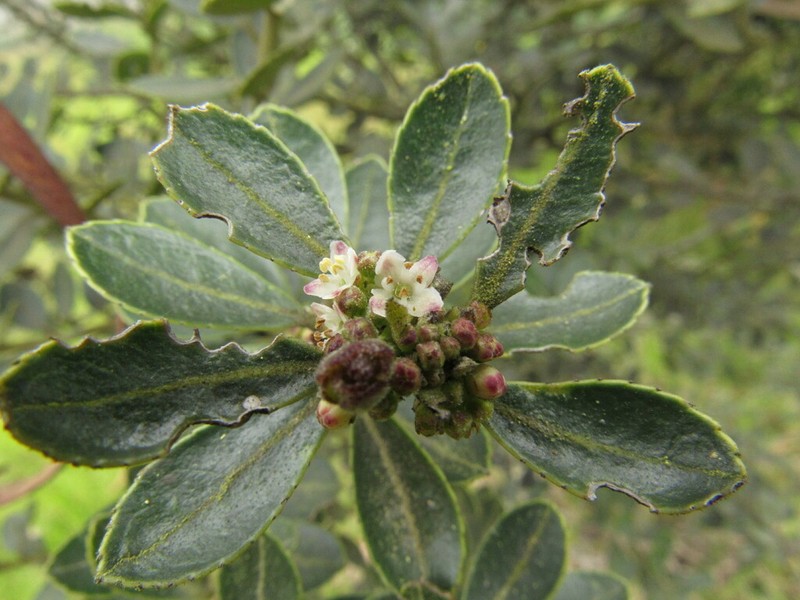 Ilex microphylla photo 5