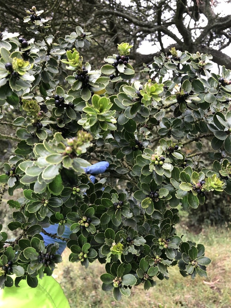 Ilex microphylla photo 6