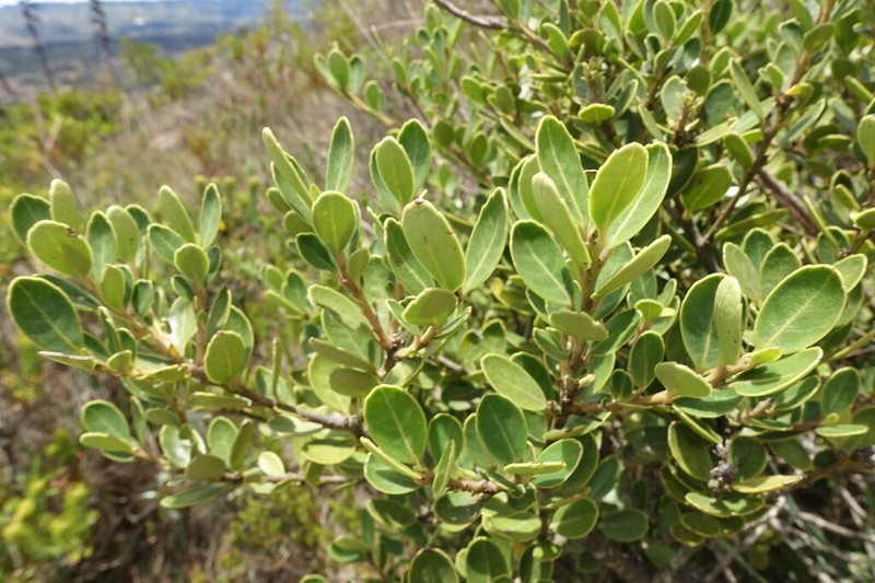 Ilex microphylla photo 7