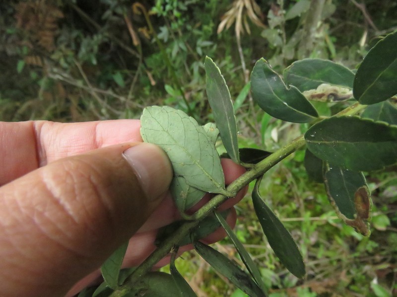 Ilex microphylla photo 8