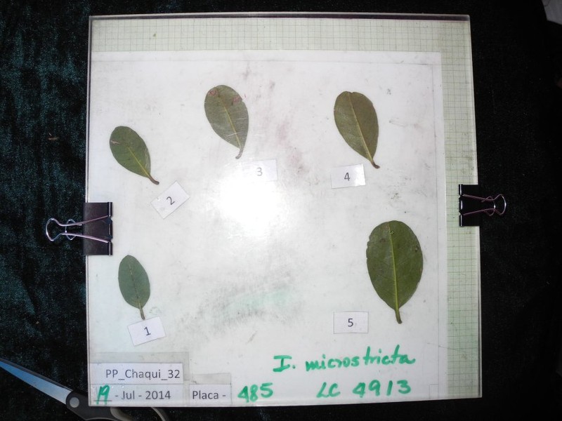 Ilex microsticta