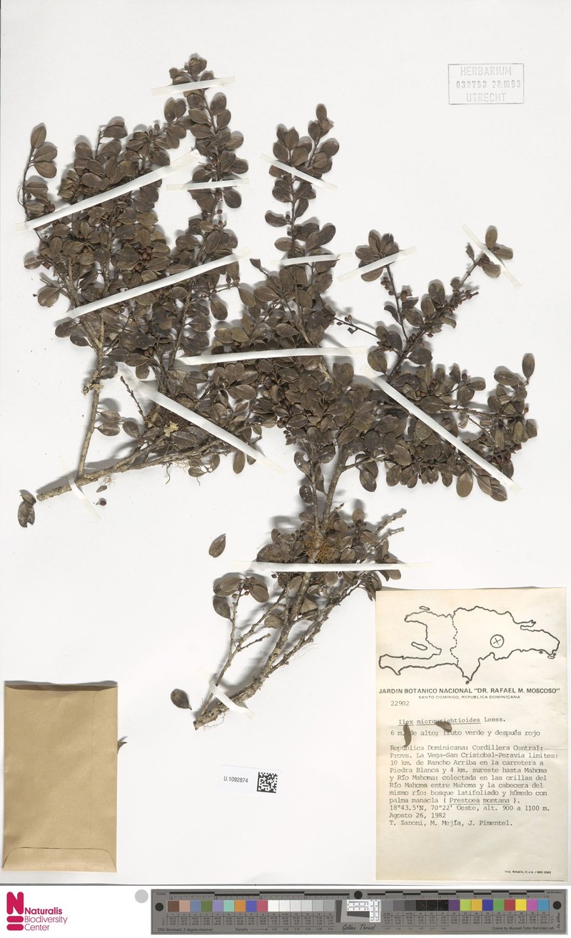 Ilex microwrightioides