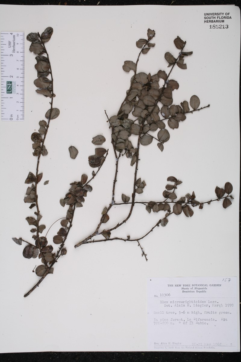 Ilex microwrightioides photo 2