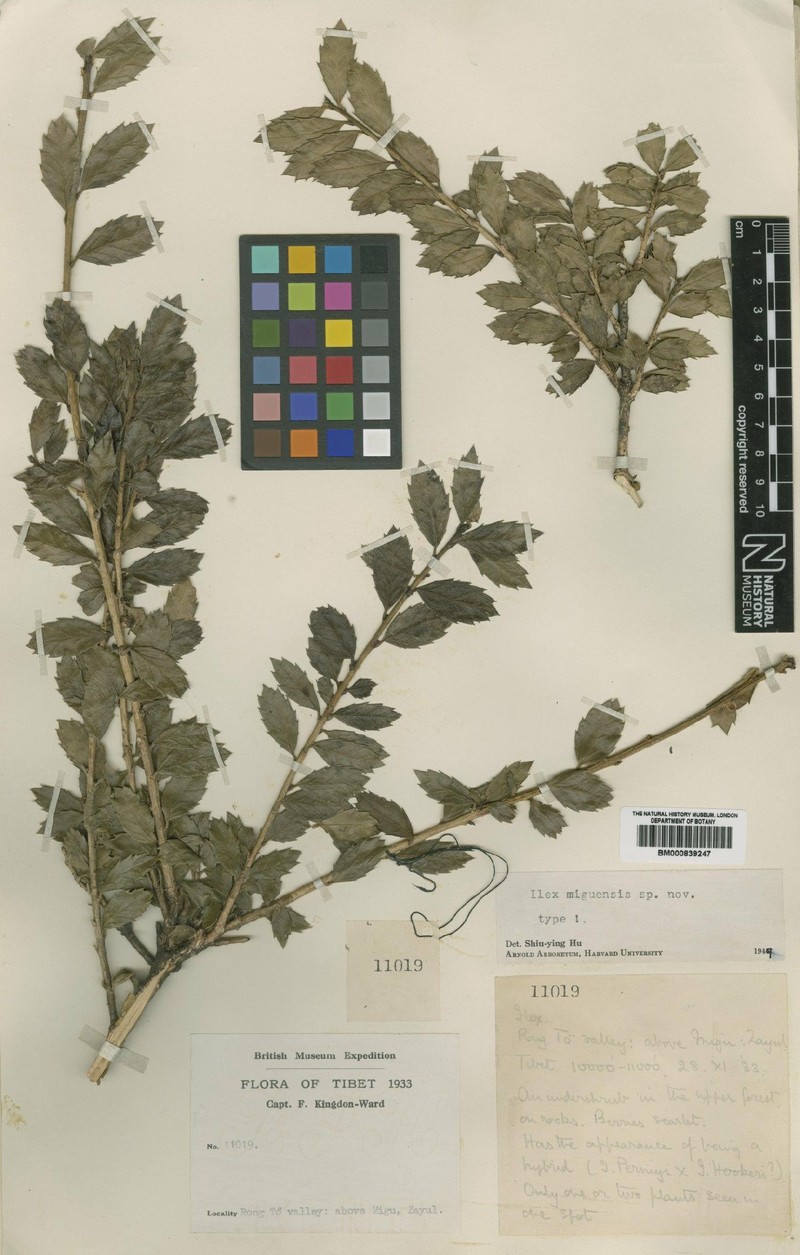 Ilex miguensis