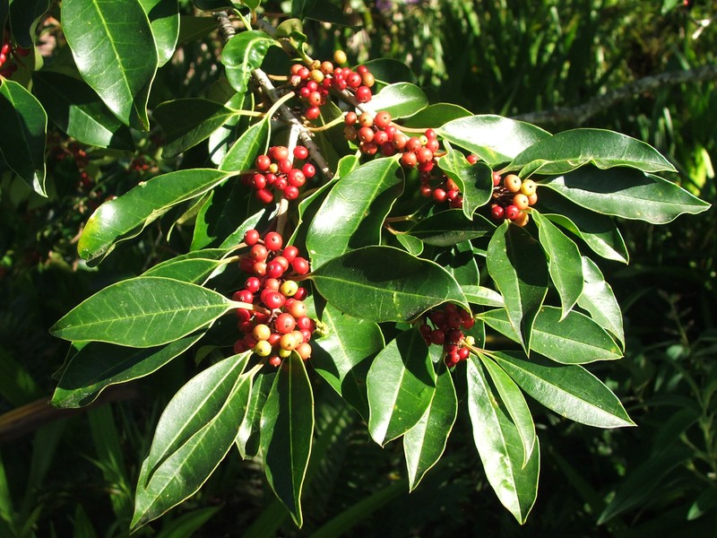 Ilex mitis