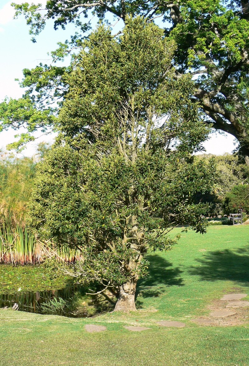 Ilex mitis photo 2