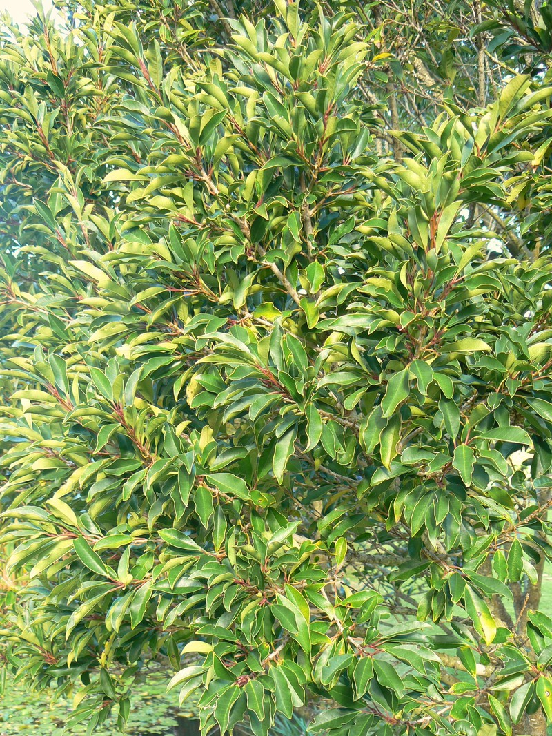 Ilex mitis photo 3
