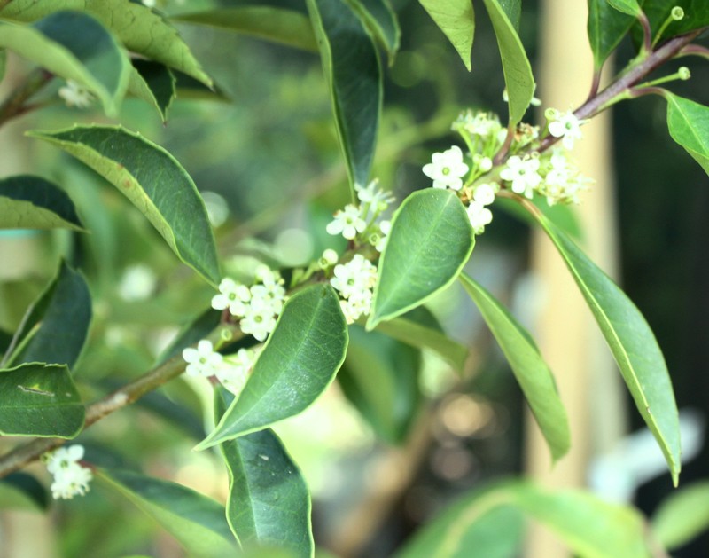 Ilex mitis photo 4